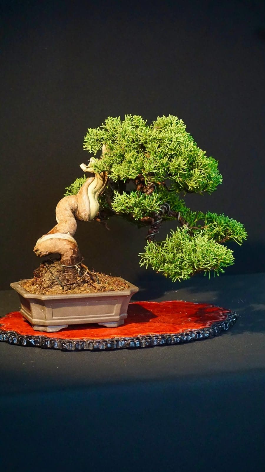 Itoigawa Shimpaku — Juniperus chinensis, photograph 1