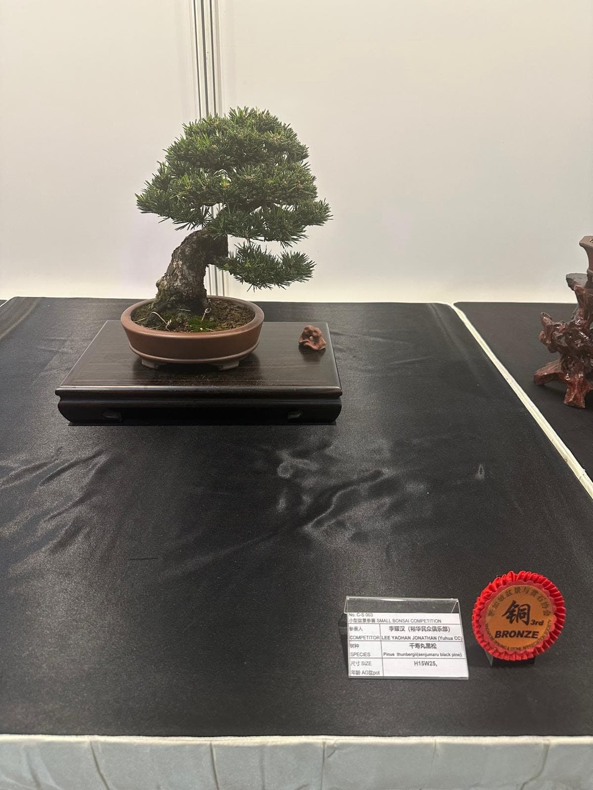 Itoigawa shimpaku on display at the 2026 exhibition
