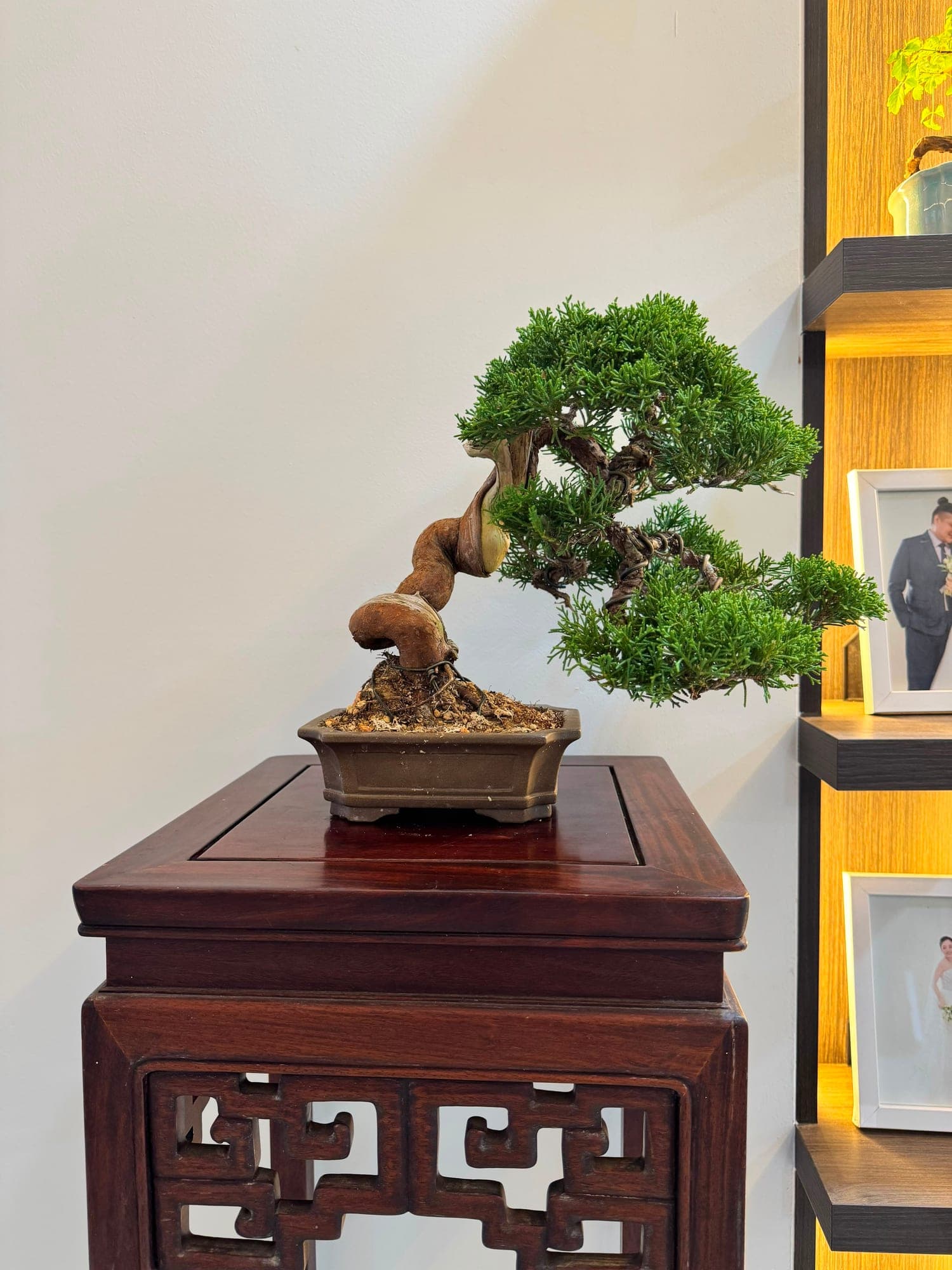 Juniper, Informal Upright — Juniperus chinensis, photograph 1