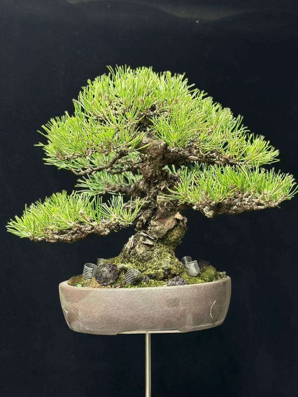 Senjumaru Black Pine — Pinus thunbergii, photograph 1