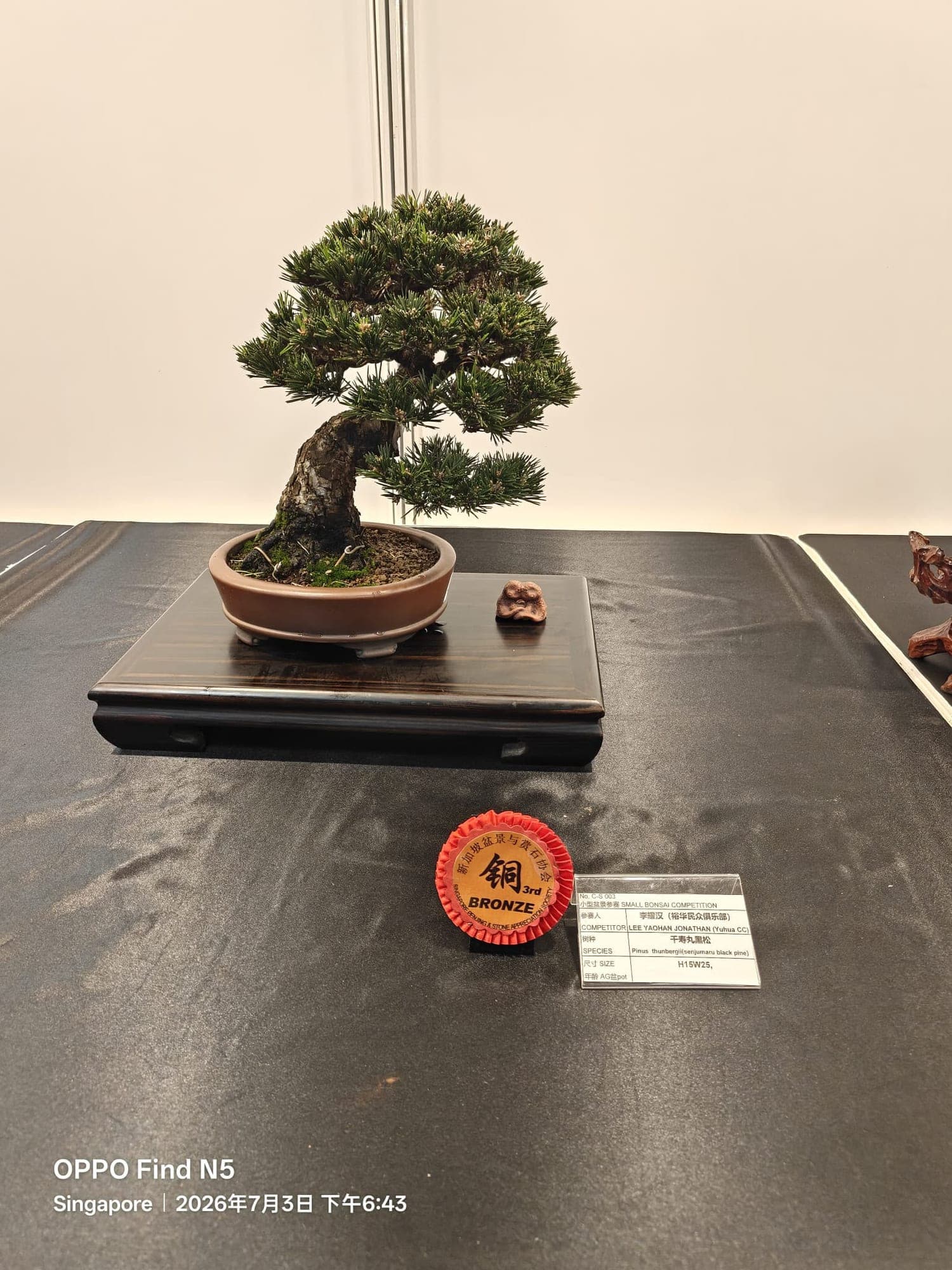 Senjumaru black pine with its award card