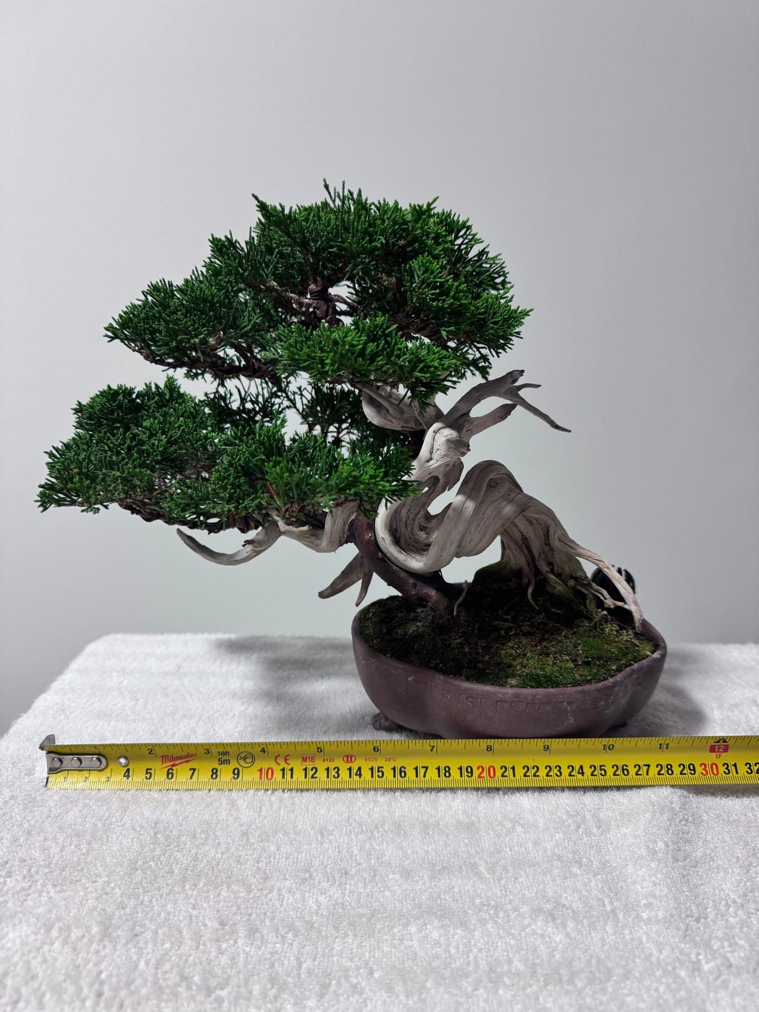 Shohin Juniper — Juniperus chinensis, photograph 1
