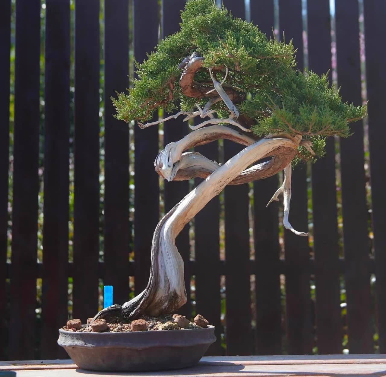 Itoigawa Shimpaku — Juniperus Chinesis ‘Itoigawa’
