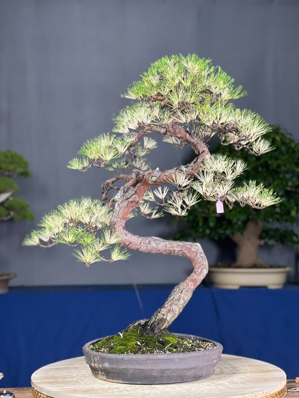 Dragon’s Eye Pine — Oculus Draconis Pinus Densiflora